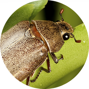 FUMIGACION DE CHINCHES LAS 24 HORAS